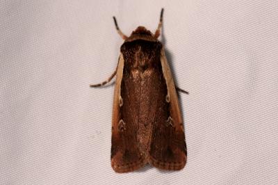 <i>Ochropleura plecta</i>