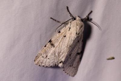 Acronicta leporina