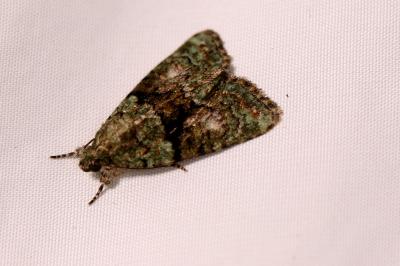 <i>Cryphia algae</i>