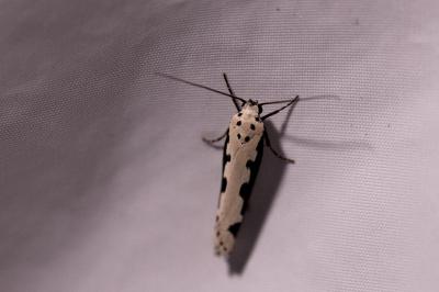 <i>Ethmia bipunctella</i>