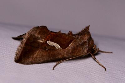 <i>Macdunnoughia confusa</i>