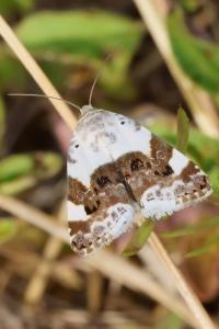 <i>Acontia lucida</i>