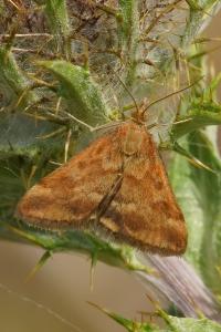 <i>Pyrausta despicata</i>