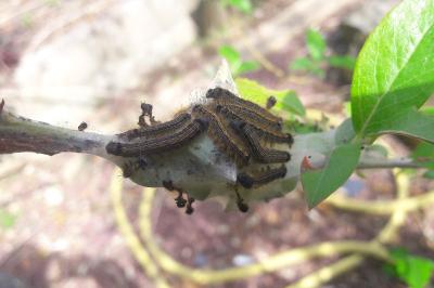 <i>Malacosoma neustria</i>