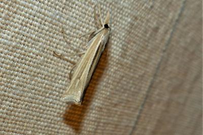 <i>Ancylolomia tentaculella</i>