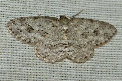 <i>Ectropis crepuscularia</i>