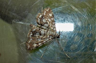 <i>Elophila nymphaeata</i>