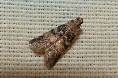 <i>Euzophera pinguis</i>