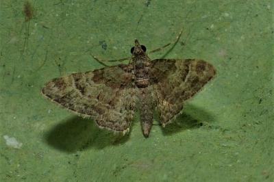 <i>Gymnoscelis rufifasciata</i>