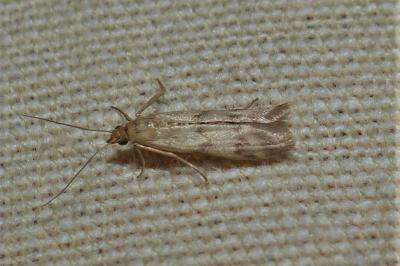 <i>Homoeosoma sinuella</i>