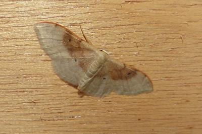 <i>Idaea degeneraria</i>