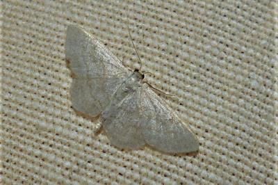 <i>Idaea subsericeata</i>
