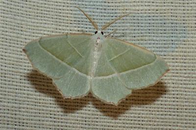 <i>Campaea margaritaria</i>