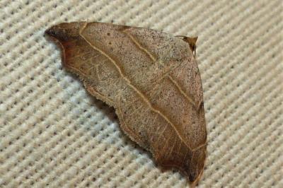 Laspeyria flexula