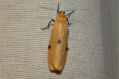 <i>Lithosia quadra</i>