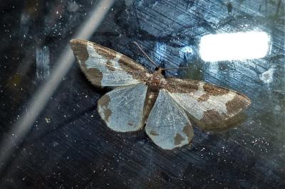 <i>Lomaspilis marginata</i>