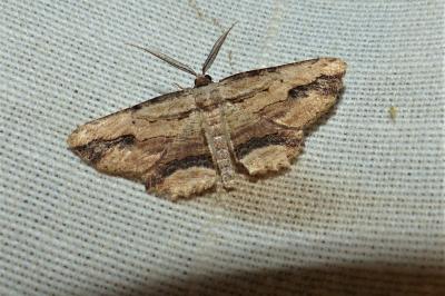 <i>Menophra abruptaria</i>