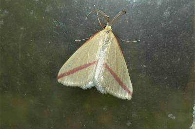 <i>Rhodometra sacraria</i>