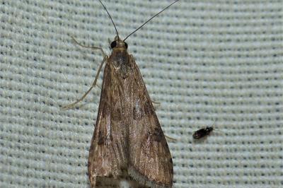 <i>Nomophila noctuella</i>