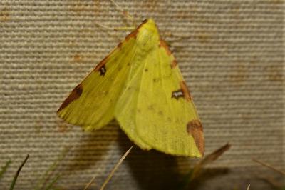 <i>Opisthograptis luteolata</i>