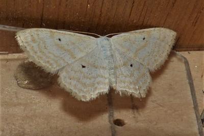 <i>Scopula immutata</i>