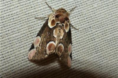 <i>Thyatira batis</i>