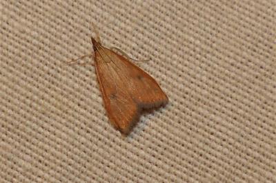 <i>Udea ferrugalis</i>