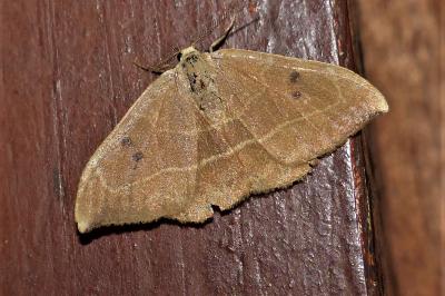 <i>Watsonalla binaria</i>