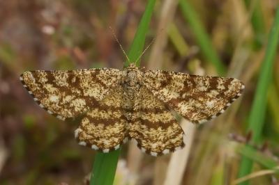 <i>Ematurga atomaria</i>