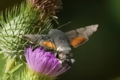 <i>Macroglossum stellatarum</i>