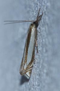 <i>Crambus pascuella</i>