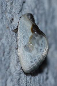 <i>Cilix glaucata</i>