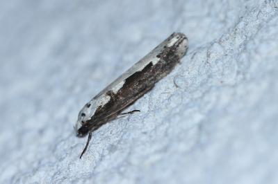 <i>Ethmia bipunctella</i>