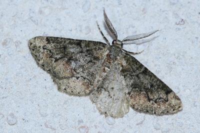 <i>Cleorodes lichenaria</i>