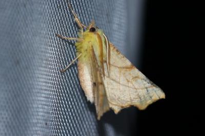 <i>Ennomos alniaria</i>