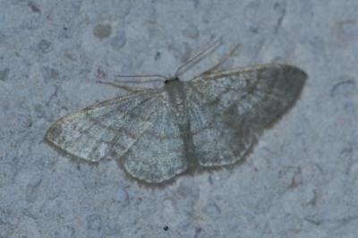<i>Idaea subsericeata</i>