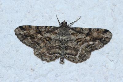 <i>Peribatodes rhomboidaria</i>