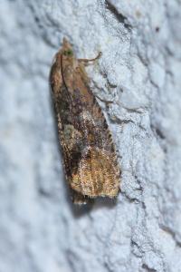 <i>Cydia amplana</i>