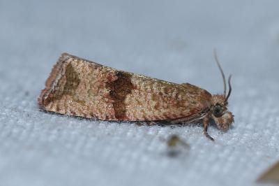 <i>Celypha striana</i>