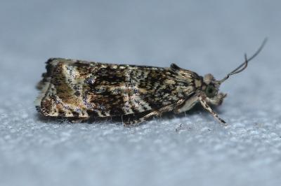 <i>Celypha lacunana</i>