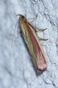 <i>Oncocera semirubella</i>