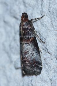 <i>Acrobasis advenella</i>