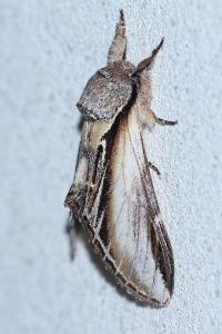 <i>Pheosia tremula</i>