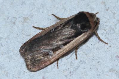 <i>Ochropleura leucogaster</i>