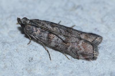 <i>Dioryctria</i>