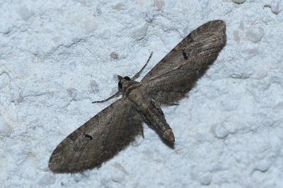 <i>Eupithecia innotata</i>