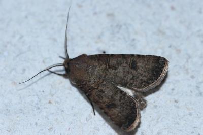 <i>Agrotis segetum</i>
