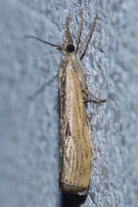 <i>Agriphila inquinatella</i>