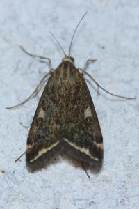 <i>Loxostege sticticalis</i>