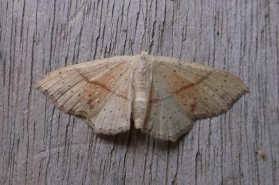<i>Cyclophora punctaria</i>